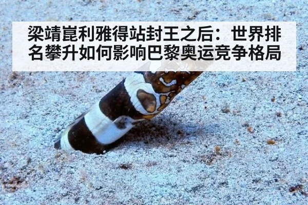 梁靖崑利雅得站封王之后：世界排名攀升如何影响巴黎奥运竞争格局